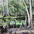 Clear Skies Over Manatee Springs